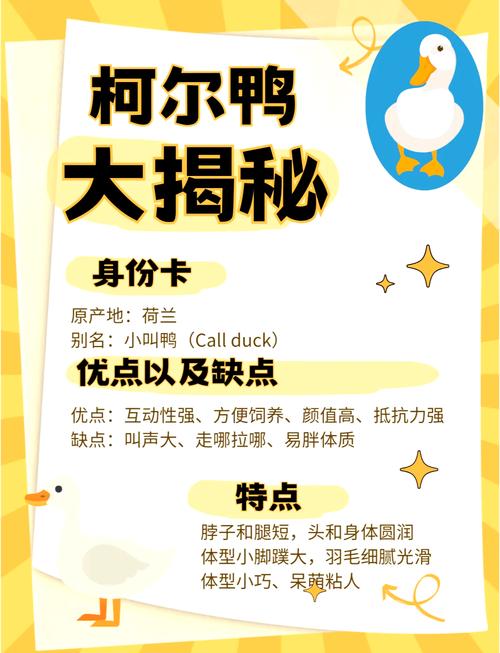 柯尔鸭会飞？揭秘柯尔鸭的飞行秘密！