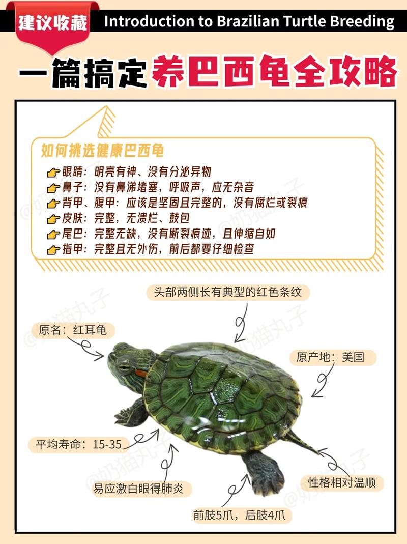 养巴西龟需要注意什么？避免常见错误，让你的巴西龟健康成长