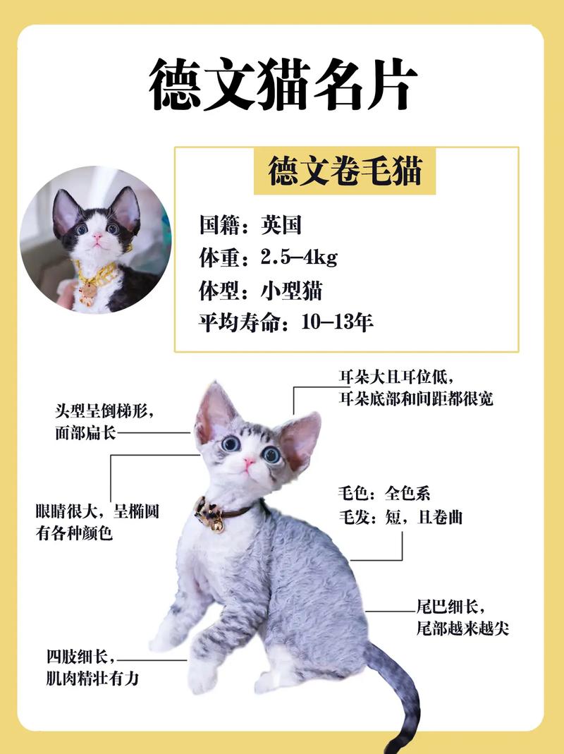 德文卷毛猫好养吗？了解德文猫的优缺点再决定！