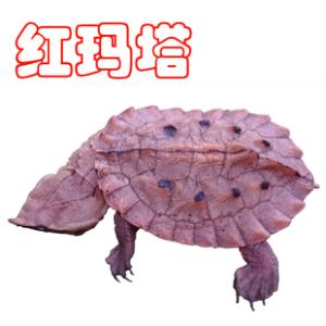 影响玛塔龟价格的因素有哪些？买龟避坑指南