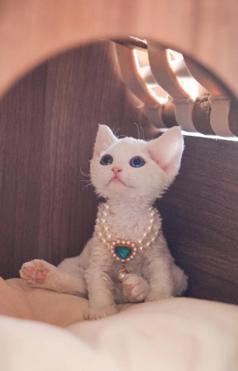 德文卷毛猫好养吗？了解德文猫的优缺点再决定！