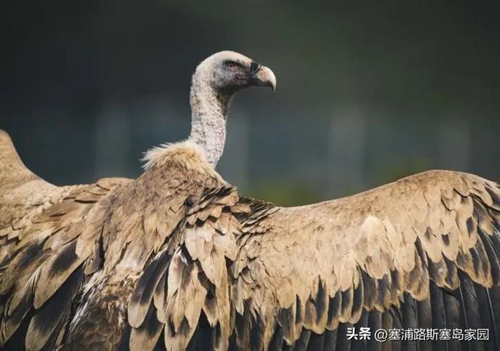 库里斯梗的含义及出处，你真的懂吗？