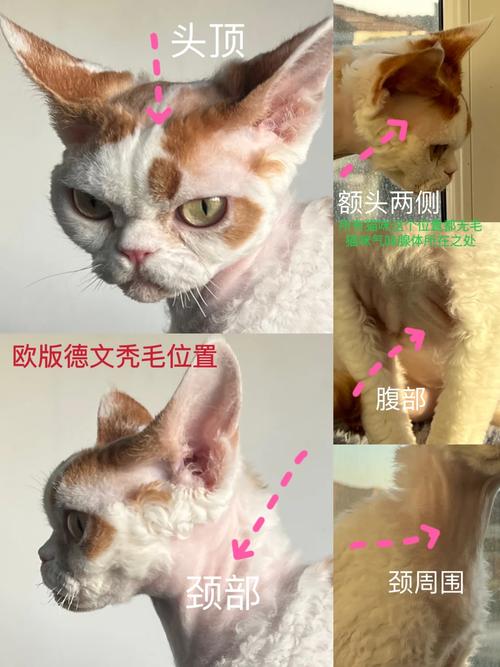 德文猫会掉很多毛吗？新手养猫如何应对德文猫掉毛？