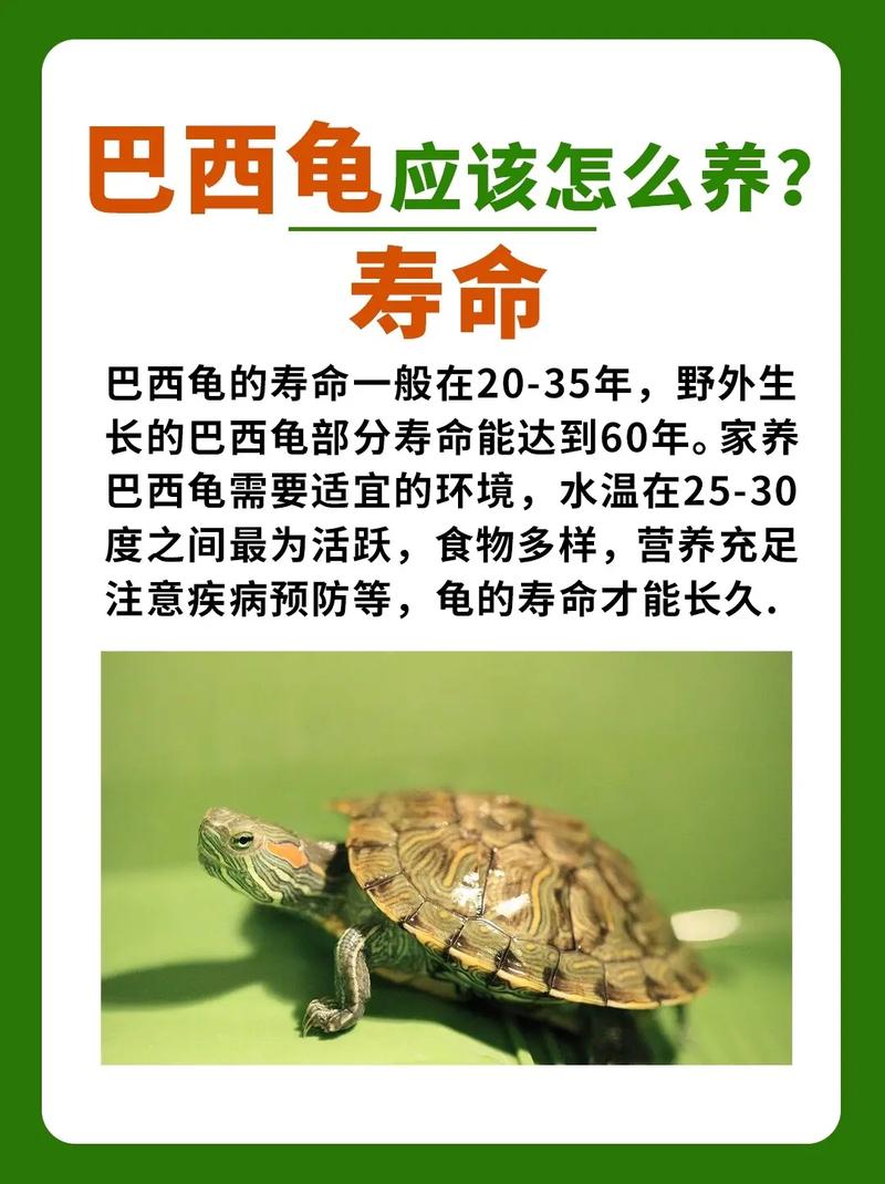 养巴西龟需要注意什么？避免常见错误，让你的巴西龟健康成长