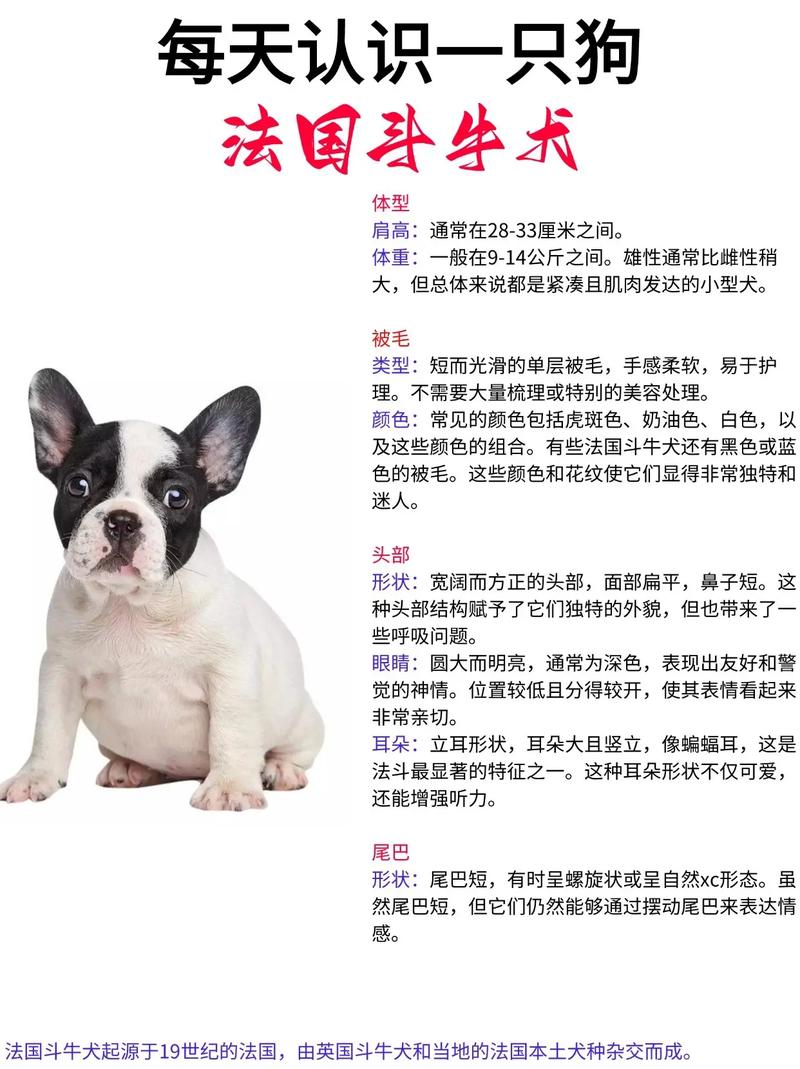 想养法斗犬？不同品相价格差多少？