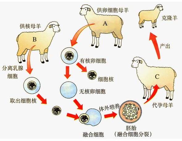 克隆是什么意思？简单解释克隆技术及应用