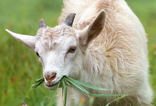 goat怎么读音？这篇文章教你快速掌握！