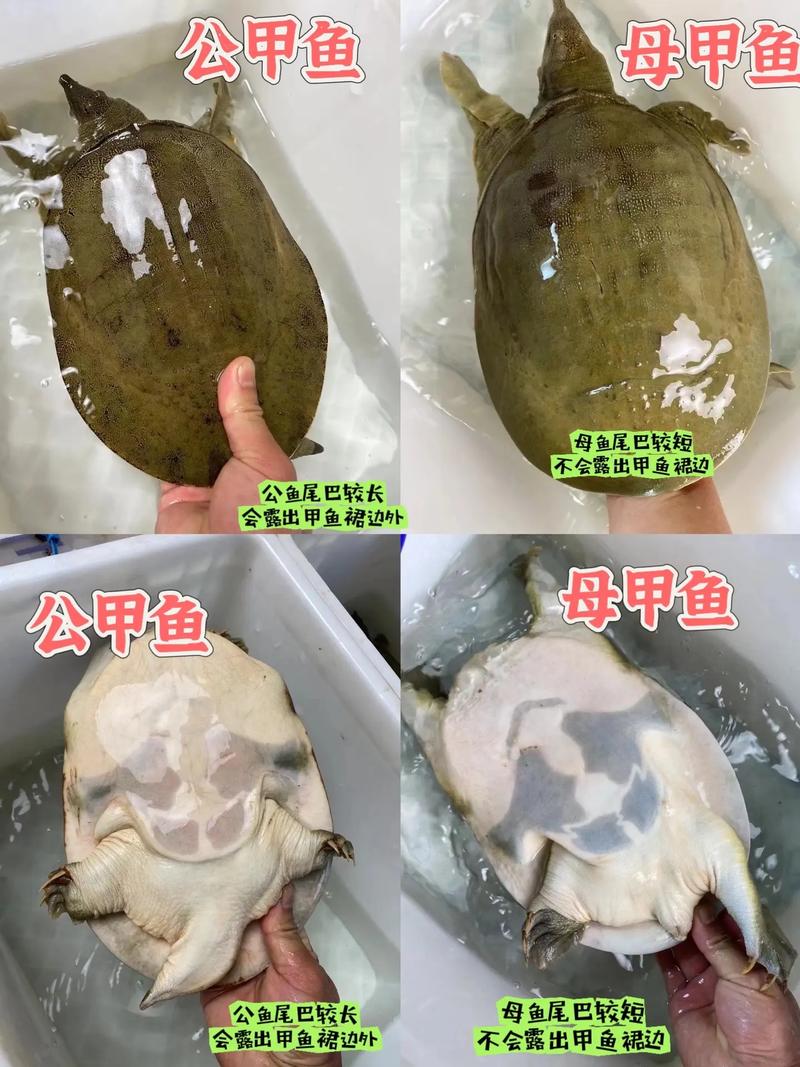 细甲鱼是什么鱼？这种鱼多少钱一斤？贵不贵啊？