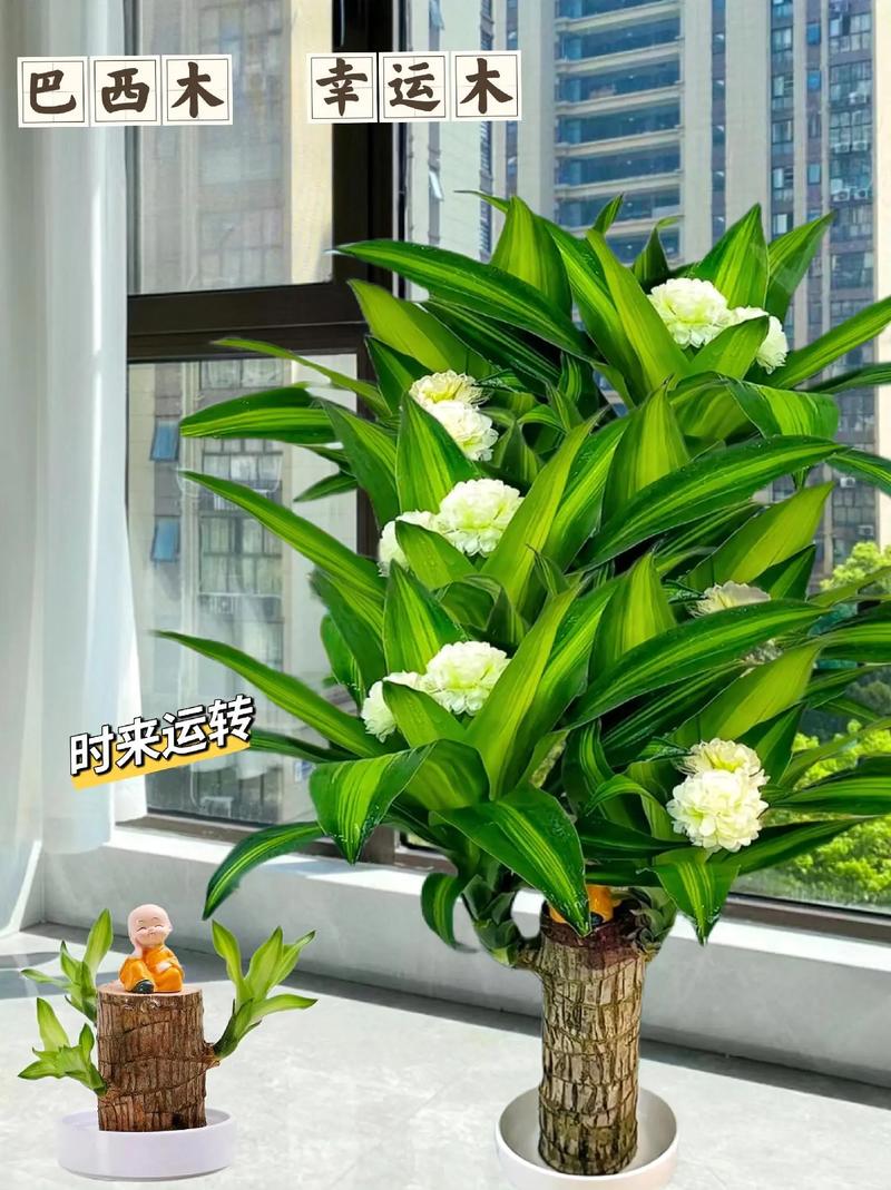 想知道巴西木会开花吗？看完这篇你就懂了！