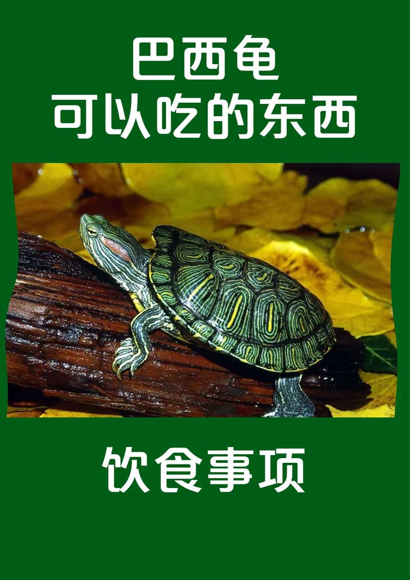 家养巴西龟吃什么？最全巴西龟食物清单推荐