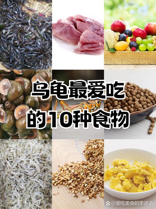 家养巴西龟吃什么？最全巴西龟食物清单推荐