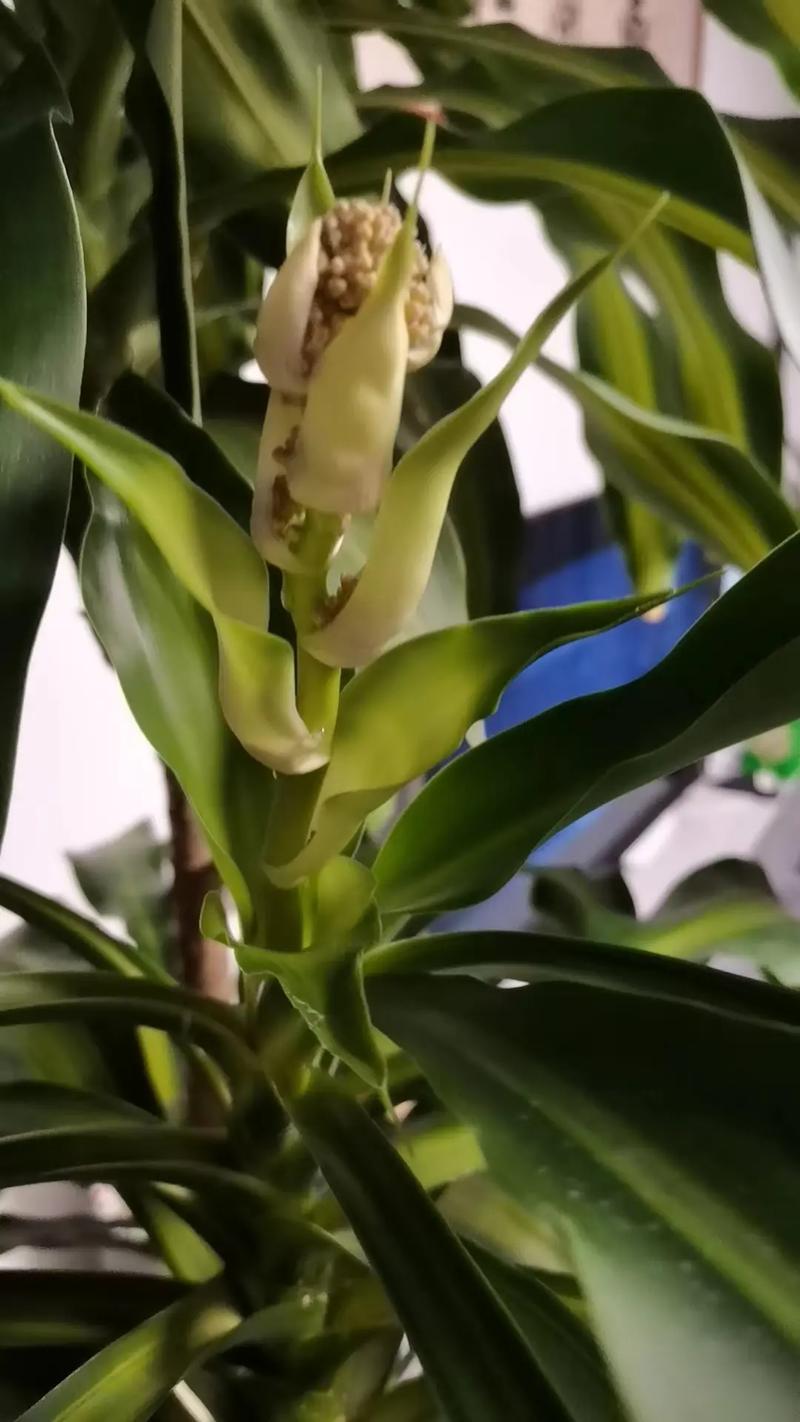 想知道巴西木会开花吗？看完这篇你就懂了！