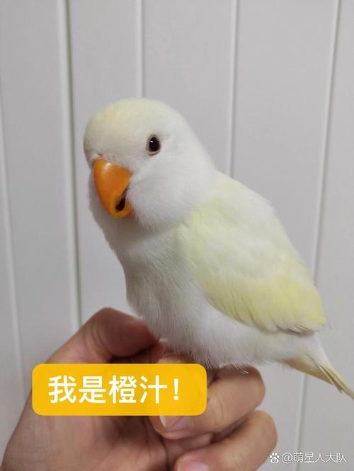 想养牡丹鹦鹉？这篇文章教你从入门到精通！
