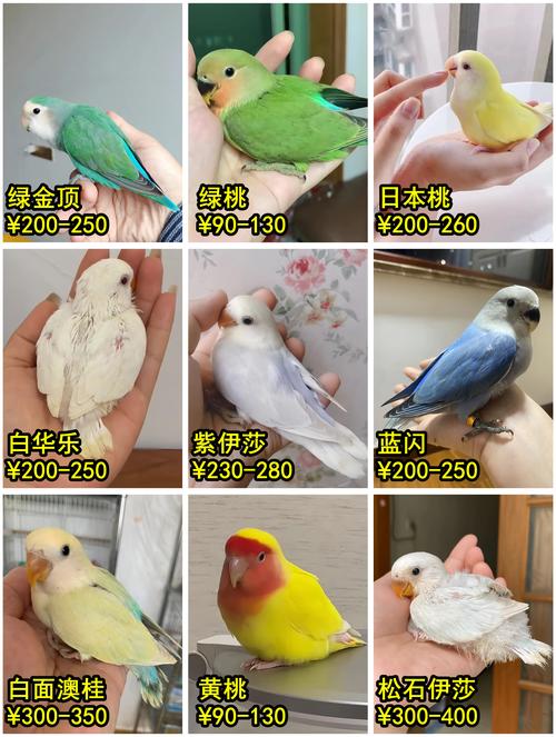想养牡丹鹦鹉？这篇文章教你从入门到精通！