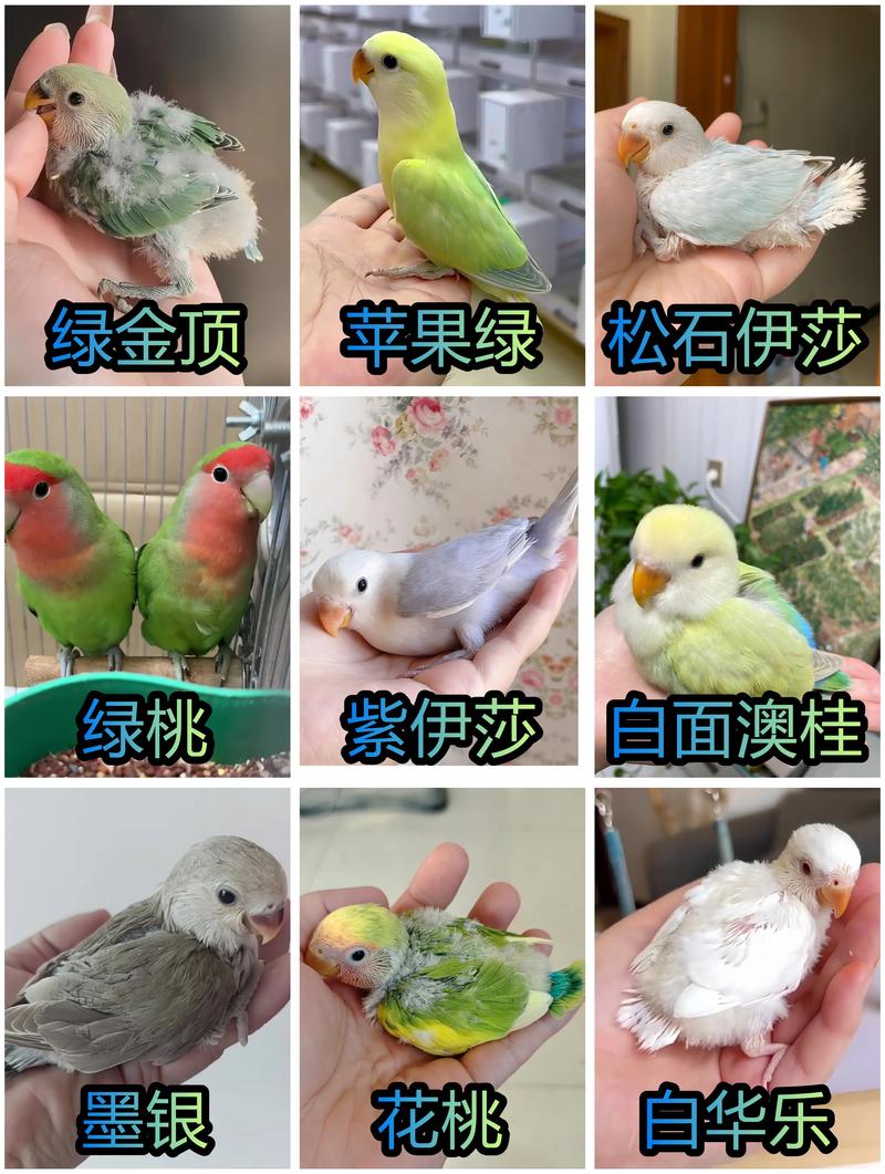 想养牡丹鹦鹉？这篇文章教你从入门到精通！