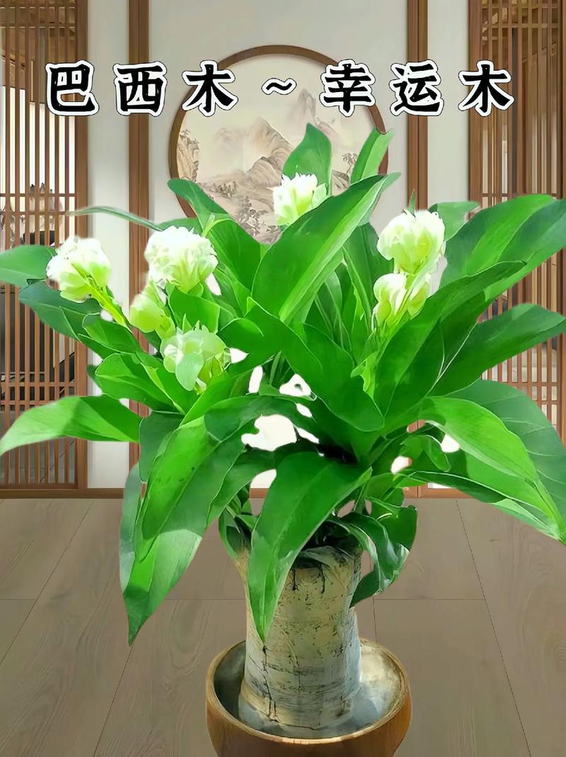 想知道巴西木会开花吗？看完这篇你就懂了！