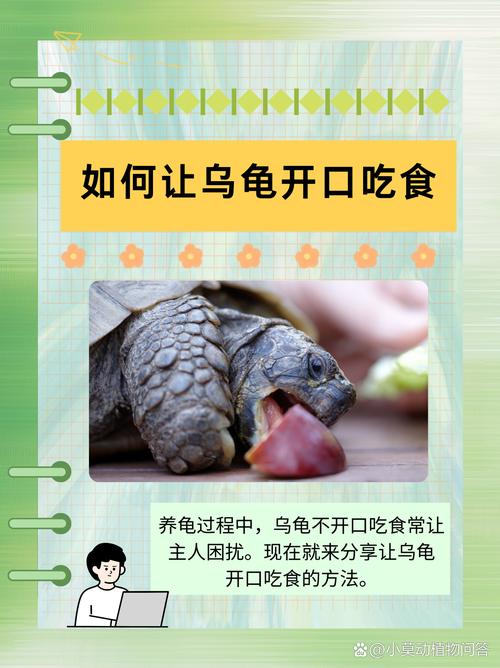 小巴西龟不吃东西怎么办？原因和解决方法！