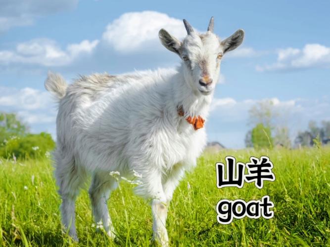 goat是什么意思？教你goat的读音和用法