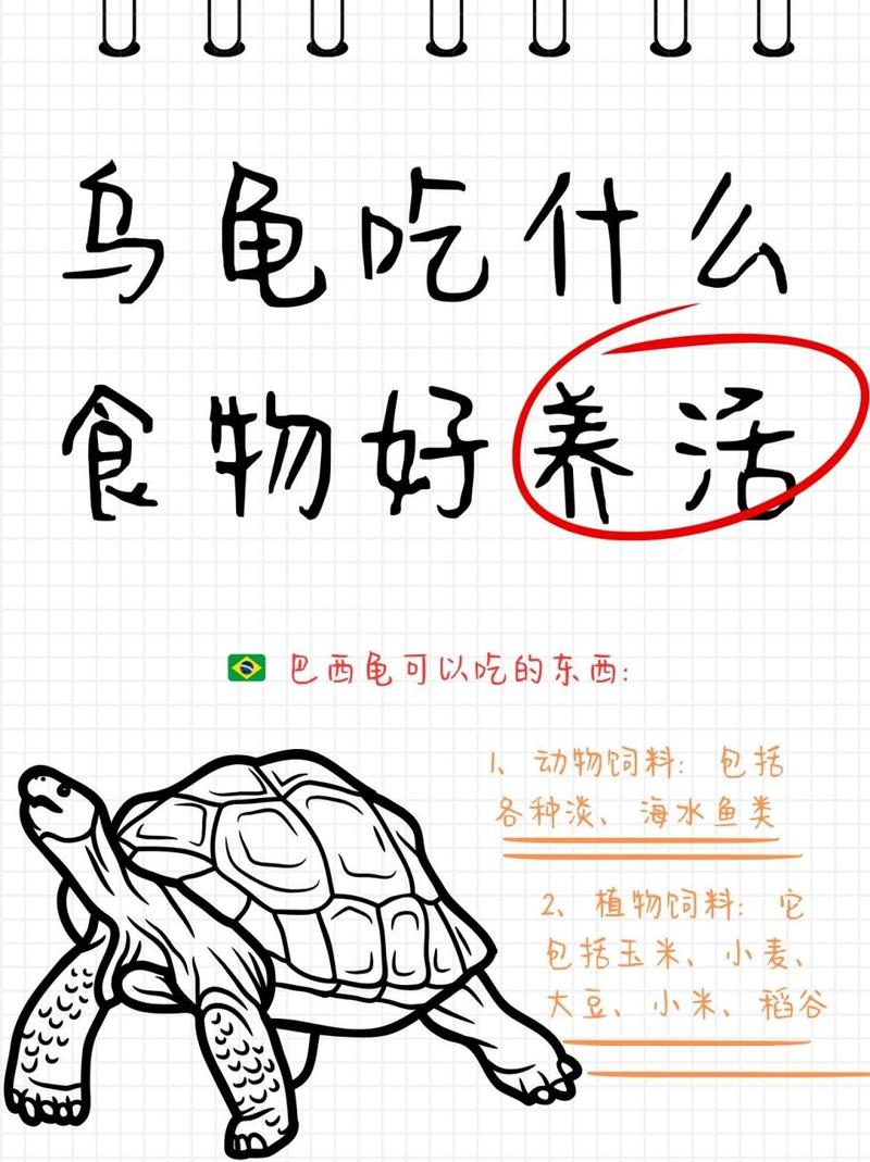小巴西龟不吃东西怎么办？原因和解决方法！
