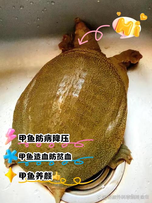细甲鱼是什么鱼？这种鱼多少钱一斤？贵不贵啊？