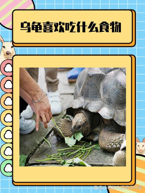 巴西龟吃什么东西才能养好？这些食物千万别喂！