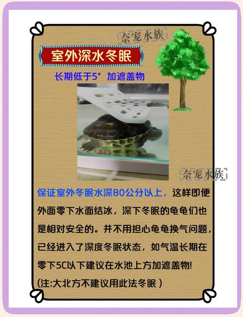 巴西龟冬天怎么养才安全？避免这些常见错误！
