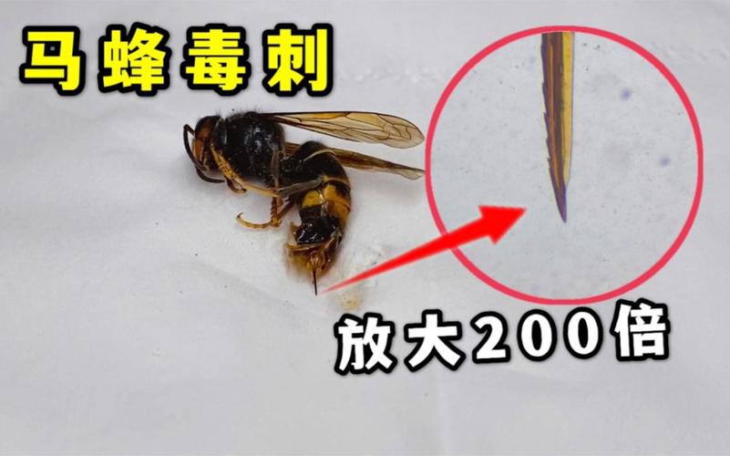 马刺为什么叫马刺？这其中有什么特殊的含义？