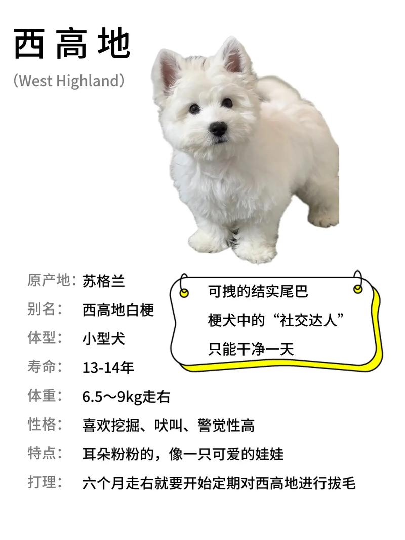 高地猫是什么品种？饲养前必须知道的几件事！