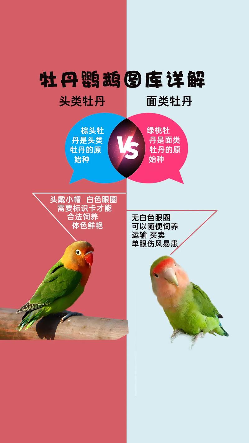牡丹鹦鹉会说话吗？专家教你辨别！