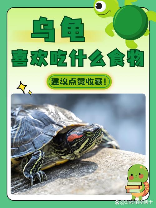 巴西龟吃什么蔬菜好？养龟新手必看喂养指南！
