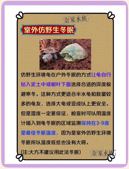 巴西龟冬天怎么养才安全？避免这些常见错误！