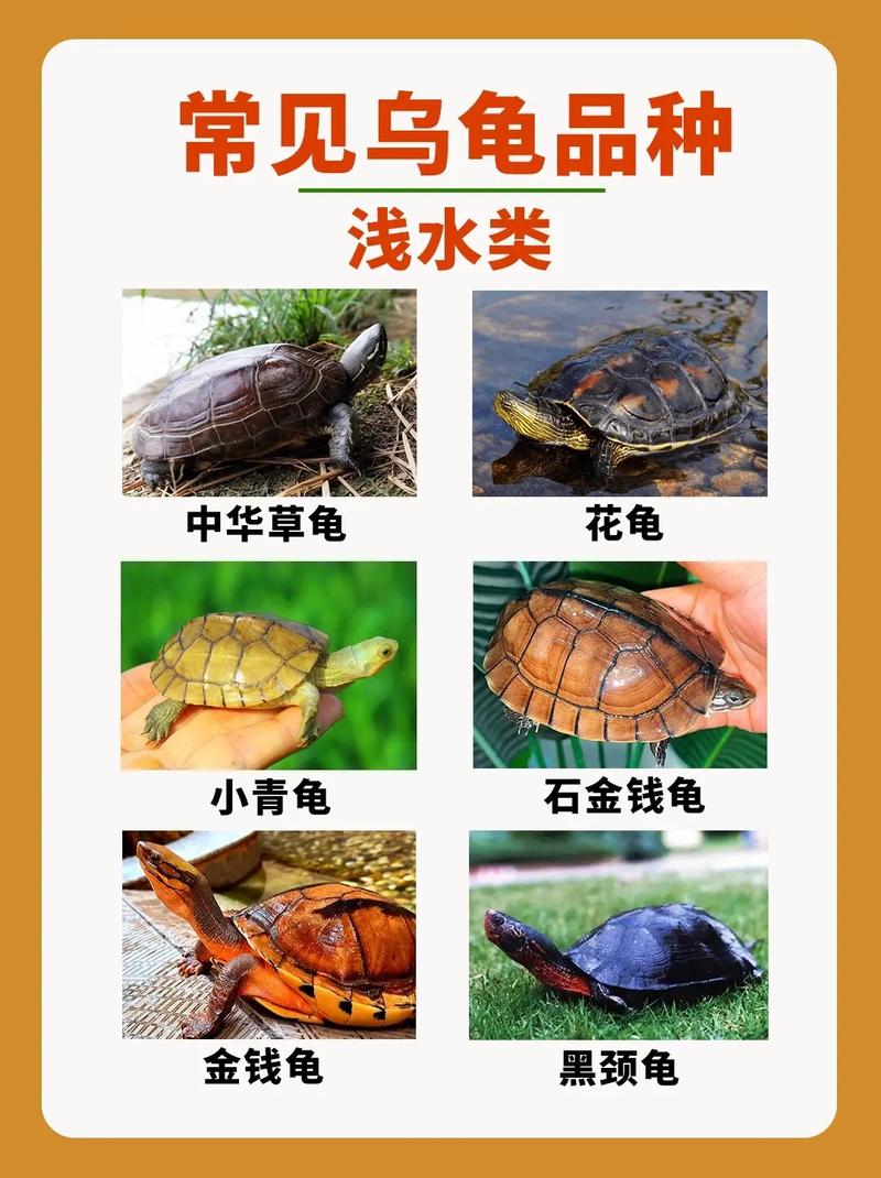 巴西龟吃什么蔬菜好？养龟新手必看喂养指南！