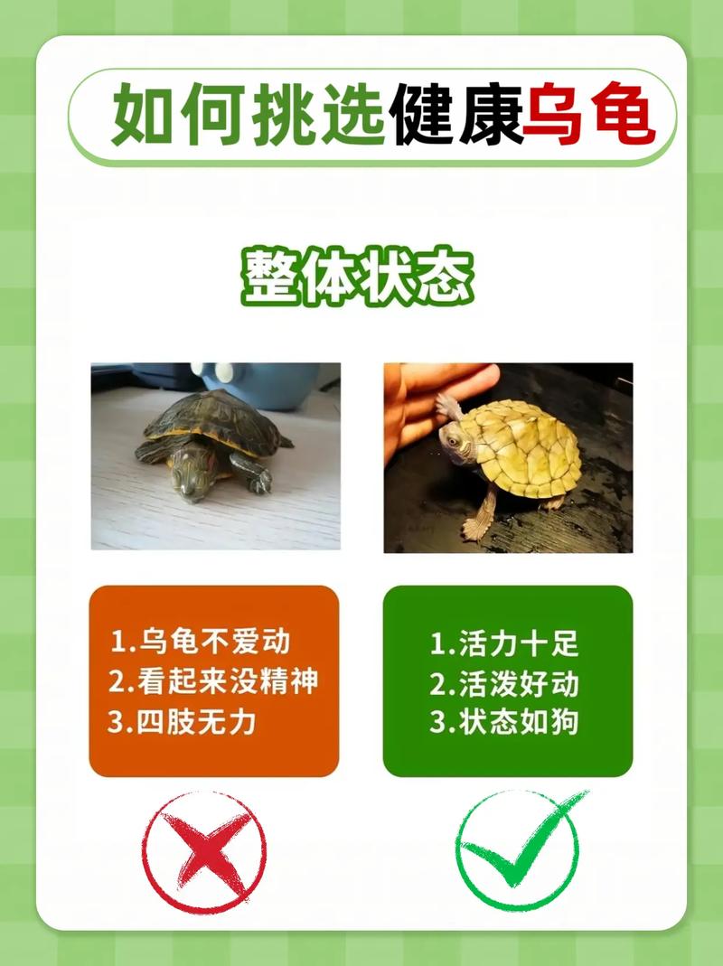 巴西龟吃什么蔬菜好？养龟新手必看喂养指南！
