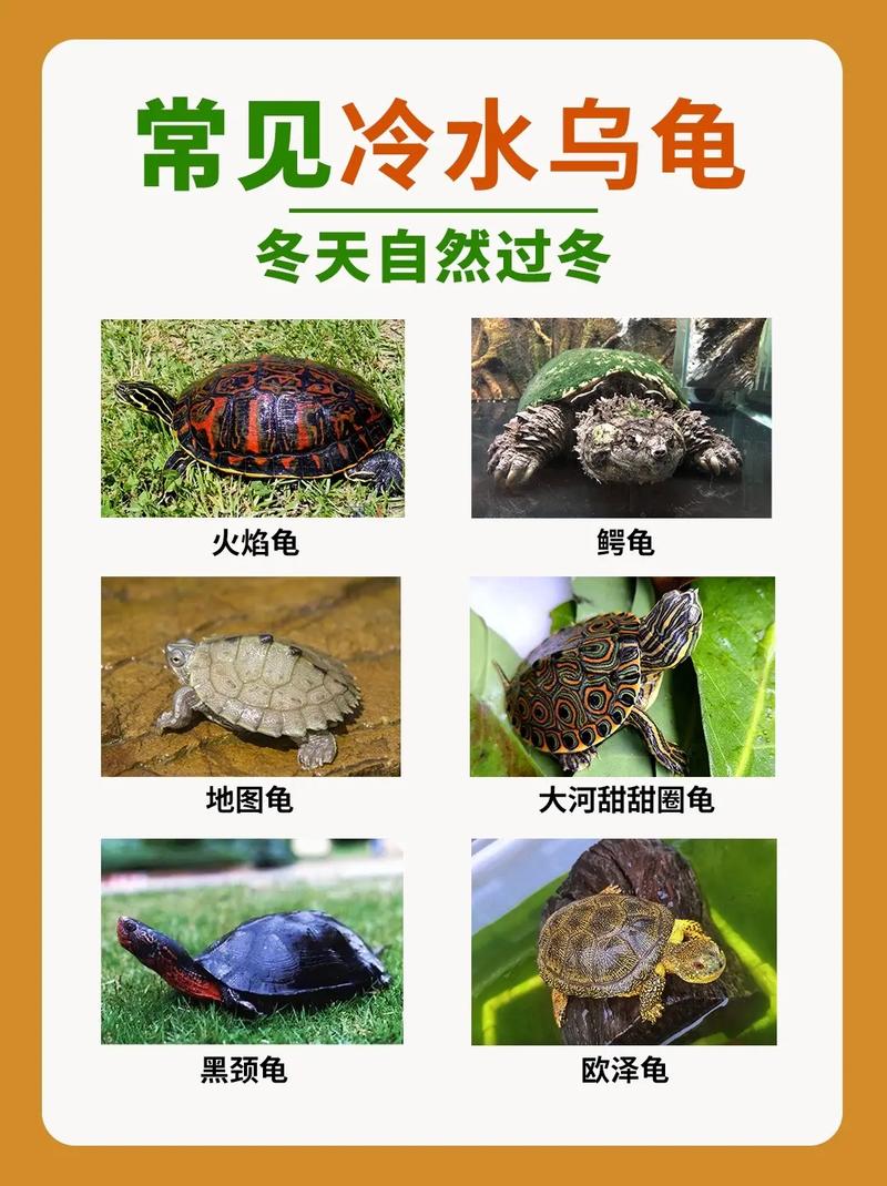 巴西龟吃什么蔬菜好？养龟新手必看喂养指南！