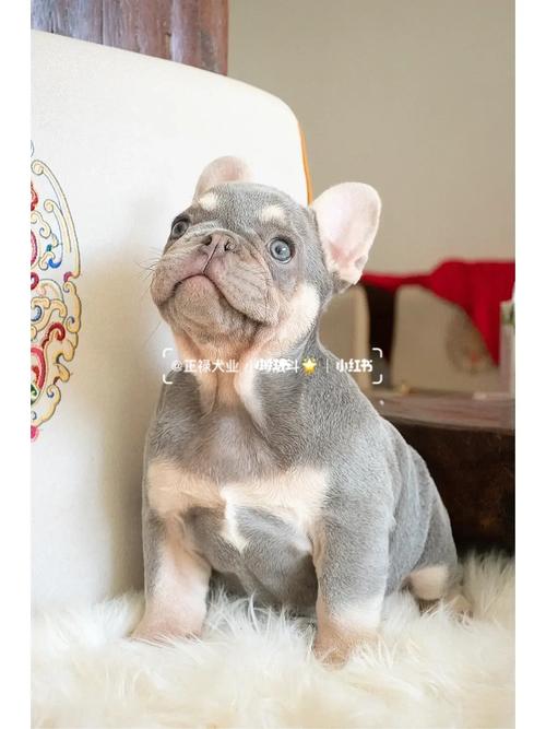 想买法斗犬？告诉你法斗犬多少钱一只才靠谱！