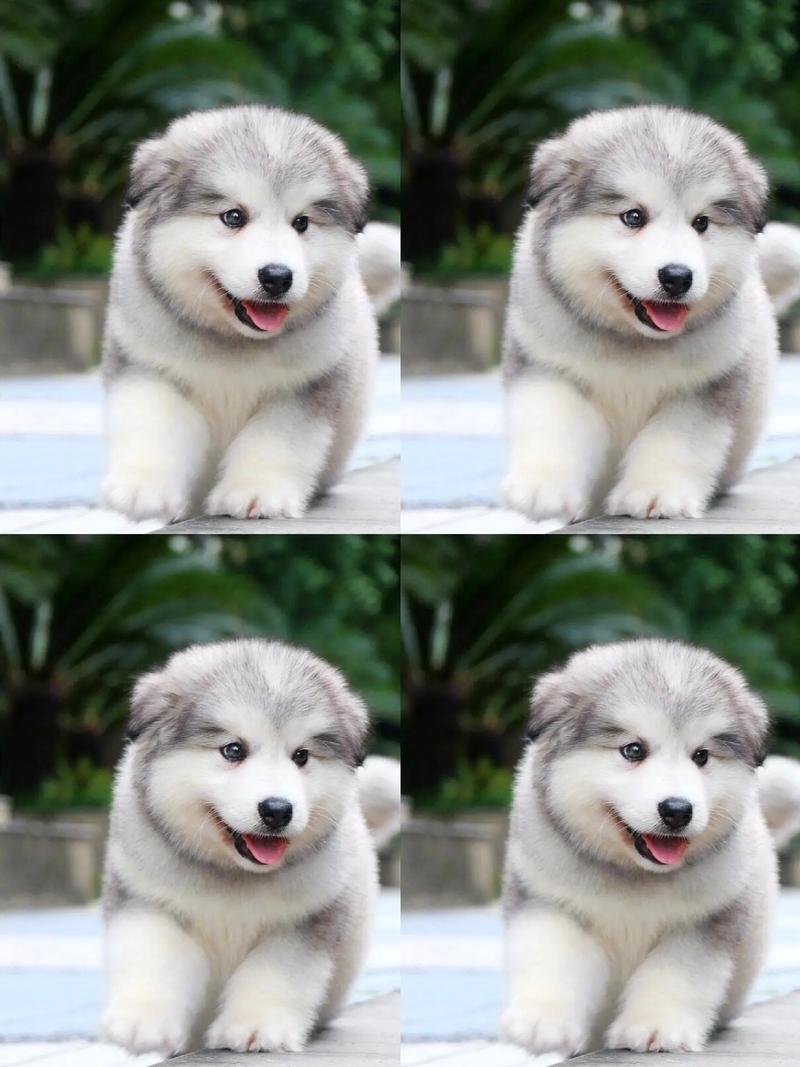 阿拉斯加犬幼犬多少钱？纯种和非纯种价格区别！