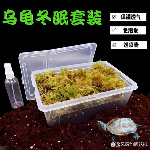 巴西龟冬天怎么养才安全？避免这些常见错误！