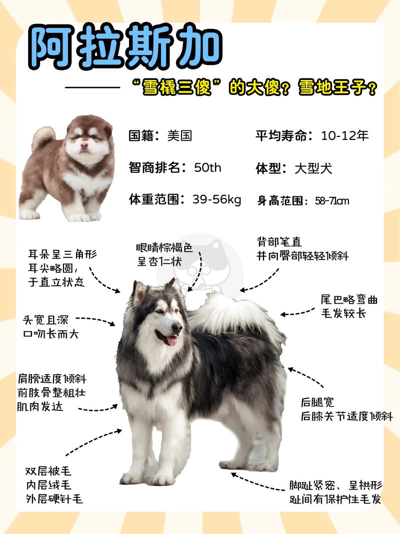 阿拉斯加犬幼犬多少钱？纯种和非纯种价格区别！