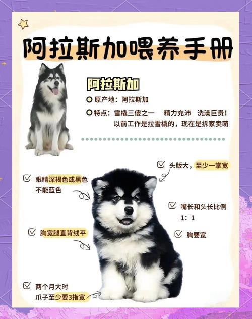 阿拉斯加犬幼犬多少钱？纯种和非纯种价格区别！
