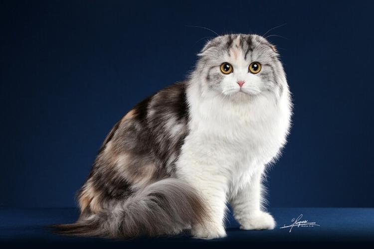 高地猫是什么品种？饲养前必须知道的几件事！