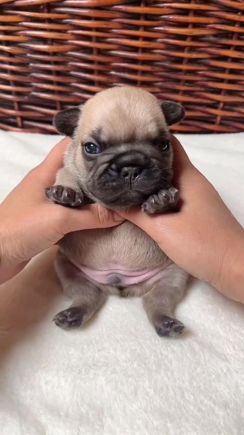 想买法斗犬？告诉你法斗犬多少钱一只才靠谱！