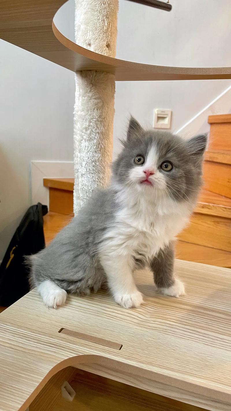 高地猫是什么品种？饲养前必须知道的几件事！