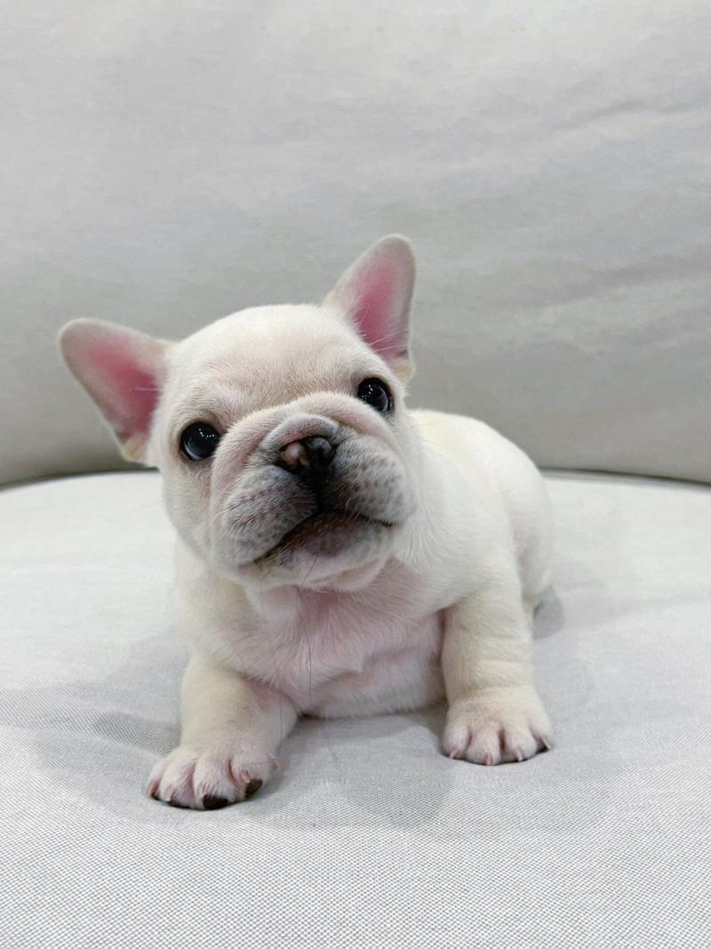 想买法斗犬？告诉你法斗犬多少钱一只才靠谱！
