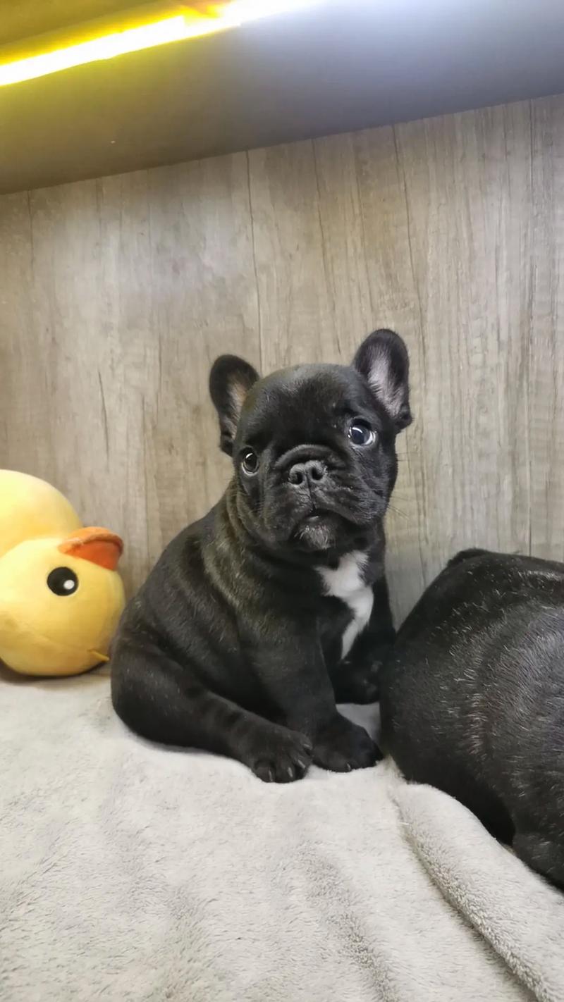 想买法斗犬？告诉你法斗犬多少钱一只才靠谱！