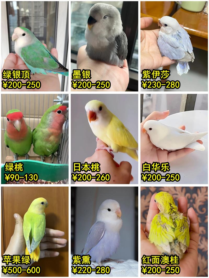 牡丹鹦鹉会说话吗？专家教你辨别！