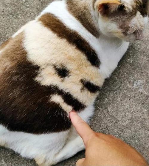 都怪本泽马？这口锅本泽马可不背！