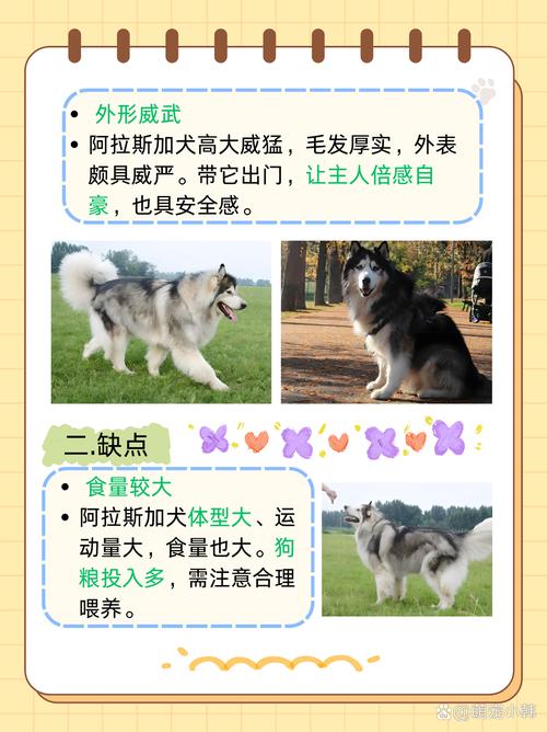 想养阿拉斯加犬？先了解它的体型有多大，够不够你养？