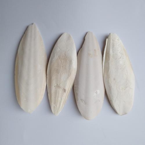 乌贼骨的别名有哪些？中药海螵蛸你了解吗？