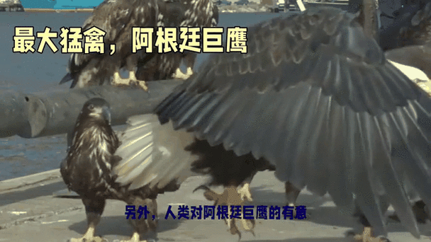 阿根廷巨鹰抓捕指南：诱捕还是陷阱？
