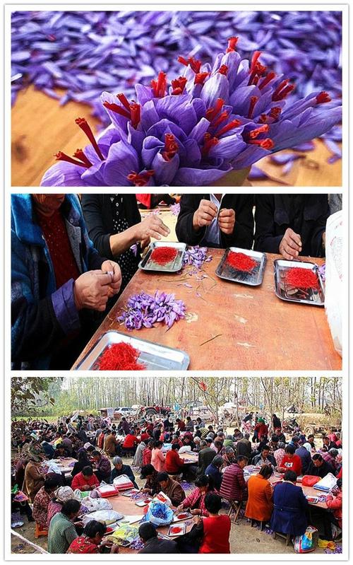 西红花多少钱一克？价格差别这么大？